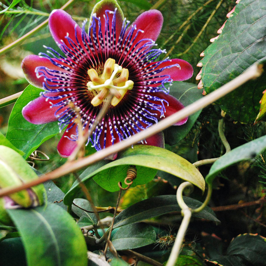 Passiflora alata